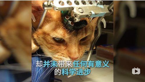 爆料小狮说梦话视频大全,揭秘小狮说梦话视频大全